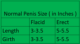 Normal Penis Size